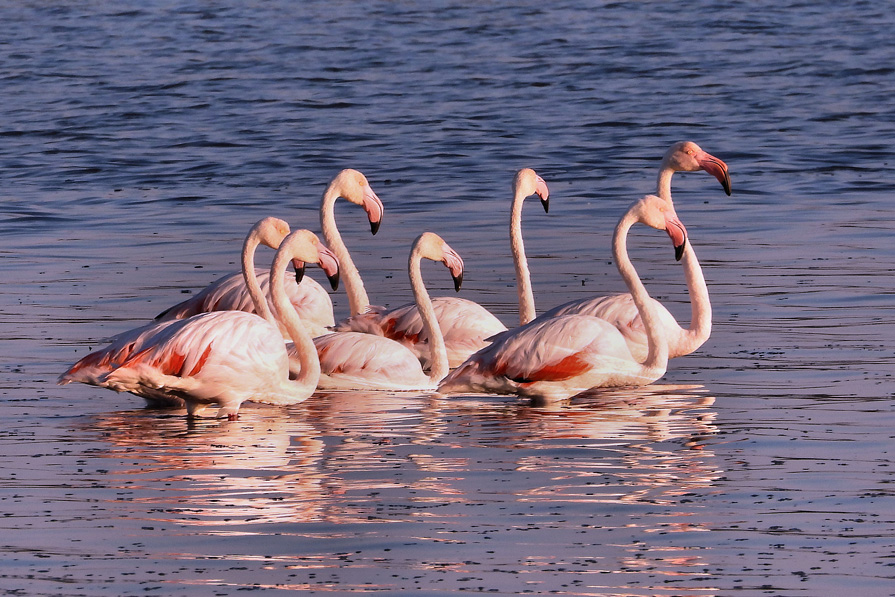 Chambre location vacances Salin de Giraud Camargue Provence